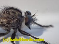 /home//u458753944/public_html/sourcegallery///////////////////Insects and small critters/flies (Diptera)/P7100965.JPG